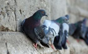PICCIONI