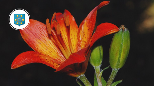 Piante