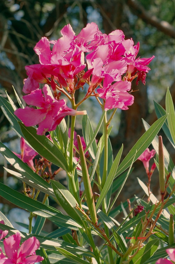 Nerium oleander L.