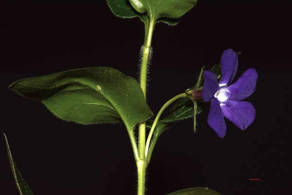 Vinca major L.