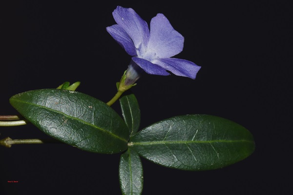 Vinca minor L. 