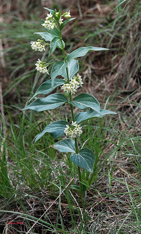 Vincetoxicum hirundinaria Medikus