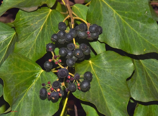 Hedera helix L.