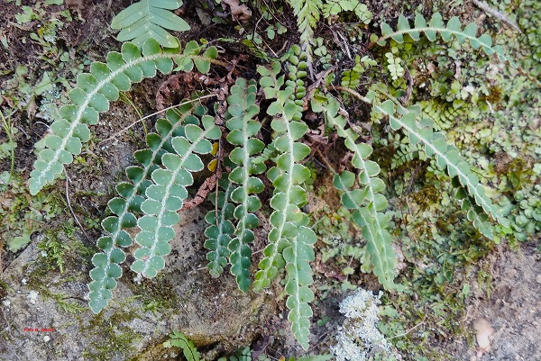 Asplenium ceterach L.