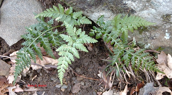 Asplenium onopteris L.