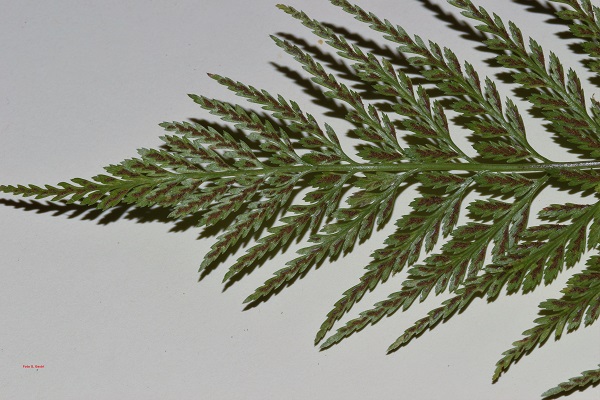 Asplenium onopteris L.