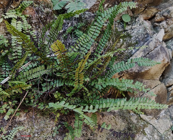 Asplenium trichomanes L.