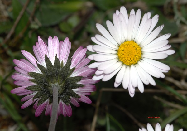 Bellis sylvestris Cirillo (a)