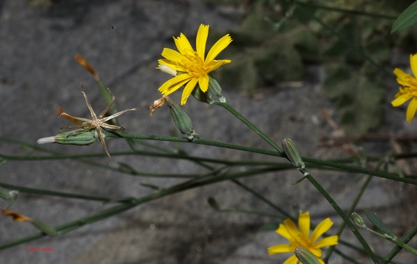 Chondrilla juncea L.