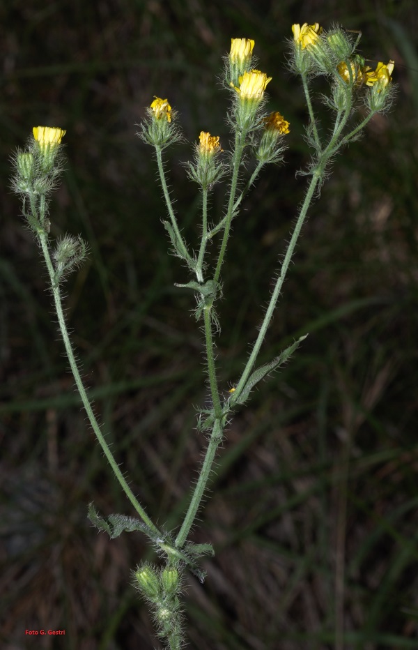 Crepis setosa Haller