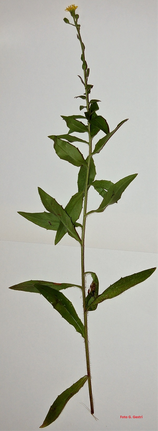 Hieracium sabaudum L.