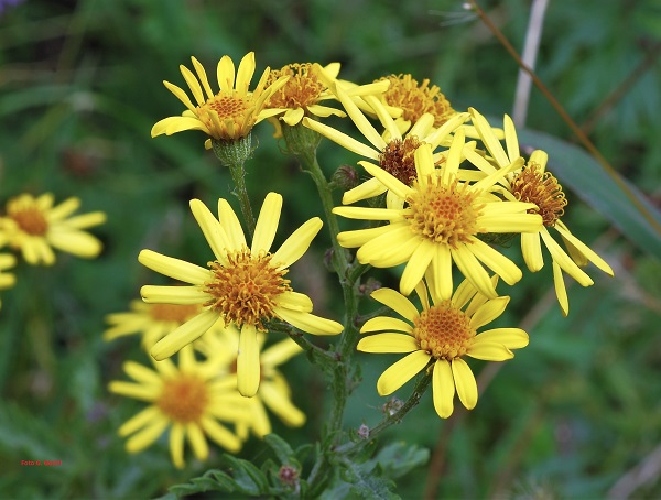 Jacobaea erucifolia (L.) P. Gaertn., B. Mey & Scherb. subsp. erucifolia