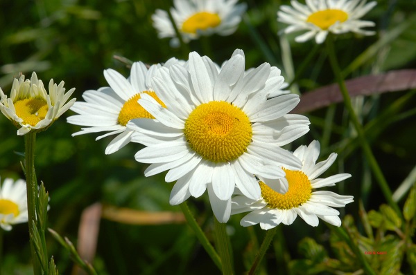Leucanthemum ircutianum DC. 