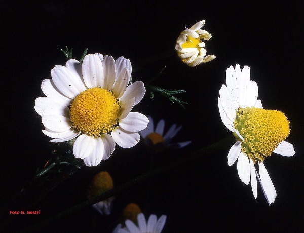 Matricaria chamomilla L.