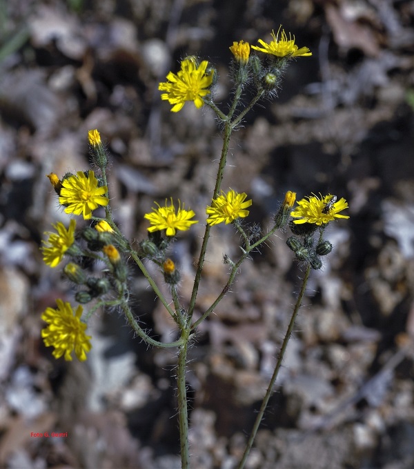 Pilosella piloselloides (Vill.) Sojk (a)