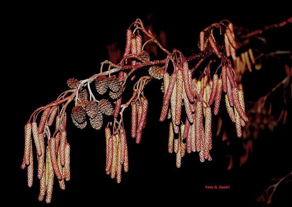 Alnus glutinosa (L.) Gaertn. 