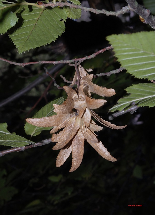 Carpinus betulus L. (a)