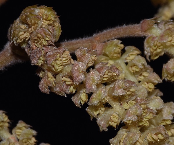 Corylus avellana L. (a)