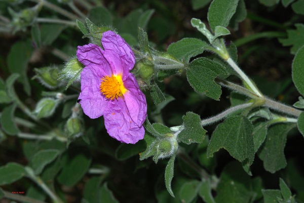 Cistus creticus L. subsp. eriocephalus (Viv.) Greuter & Burdet