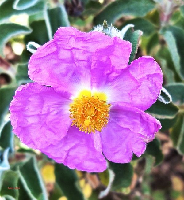 Cistus creticus L. subsp. eriocephalus (Viv.) Greuter & Burdet (a)