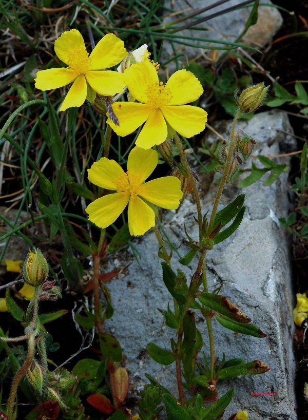 Helianthemum nummularium (L.) Miller