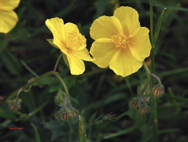 Helianthemum nummularium (L.) Miller (a)