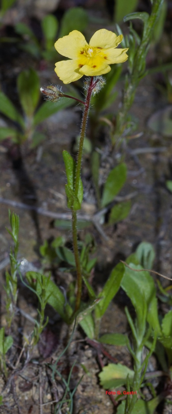 Tuberaria guttata (L.) Four