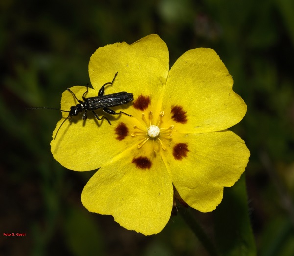 Tuberaria guttata (L.) Four (a)