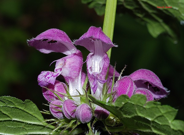 Lamium maculatum L.