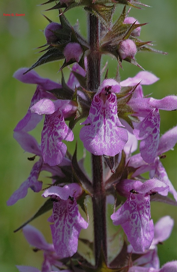 Stachys palustris L.