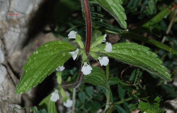 Stachys romana (L.) E.H.L. Krause