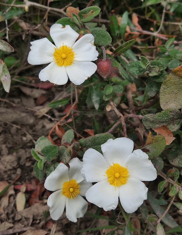 Cistus salvifolius L.