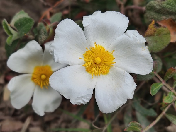 Cistus salvifolius L.