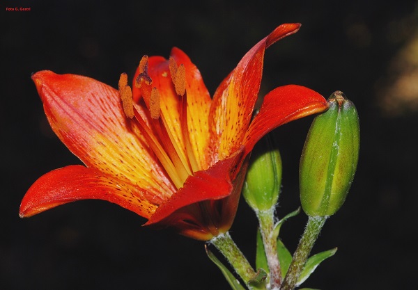 Lilium bulbiferum L. subsp. croceum (Chaix) Jan 