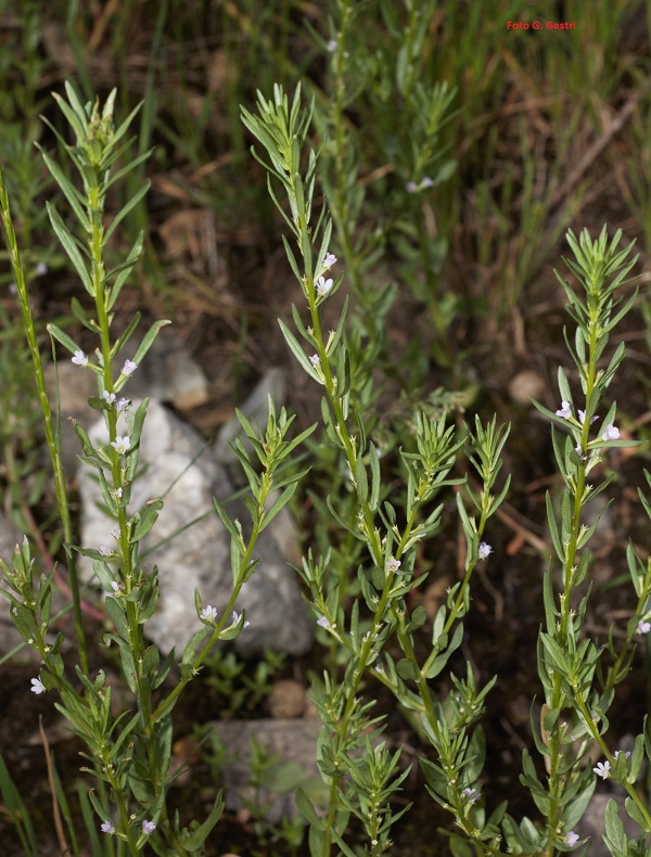 Lythrum hyssopifolia L. 
