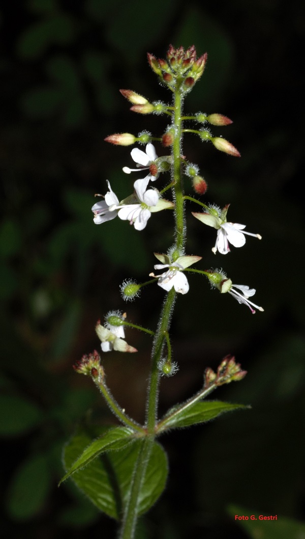 Circaea lutetiana L.