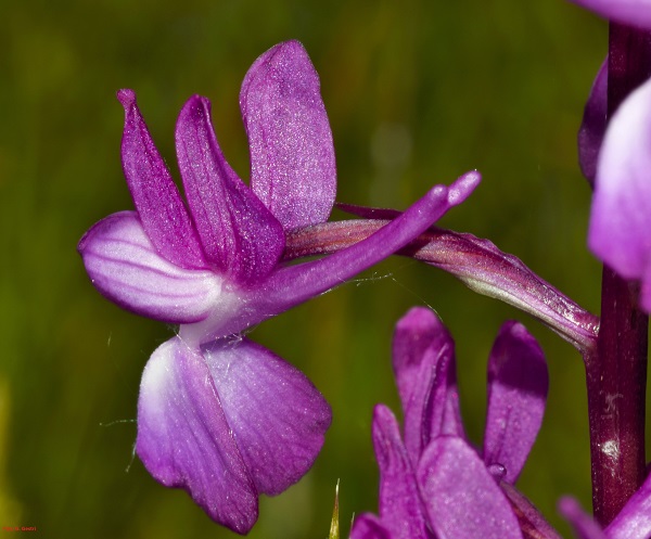 Anacamptis laxiflora (Lam.) R.M. Bateman, Pridgeon & M.W. Chase 