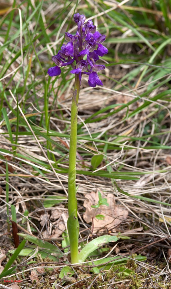Anacamptis morio (L.) R.M. Bateman, Pridgeon & M.W. Chase 