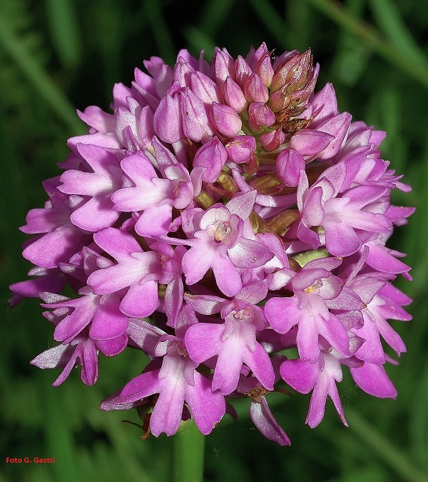 Anacamptis pyramidalis (L.) Rich. 
