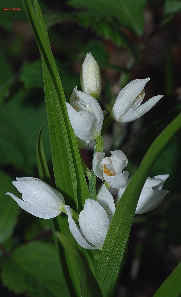 Cephalanthera longifolia (L.) Fritsch