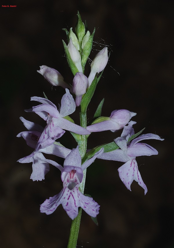 Dactylorhiza maculata (L.) So subsp. fuchsii (Druce) Hyl.