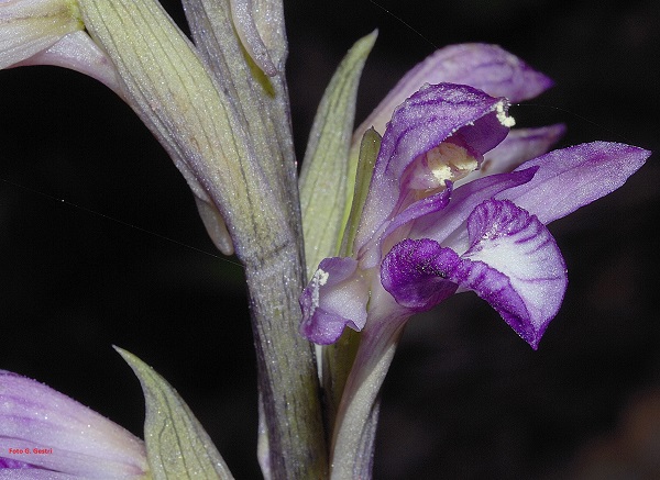 Limodorum abortivum (L.) Sw.