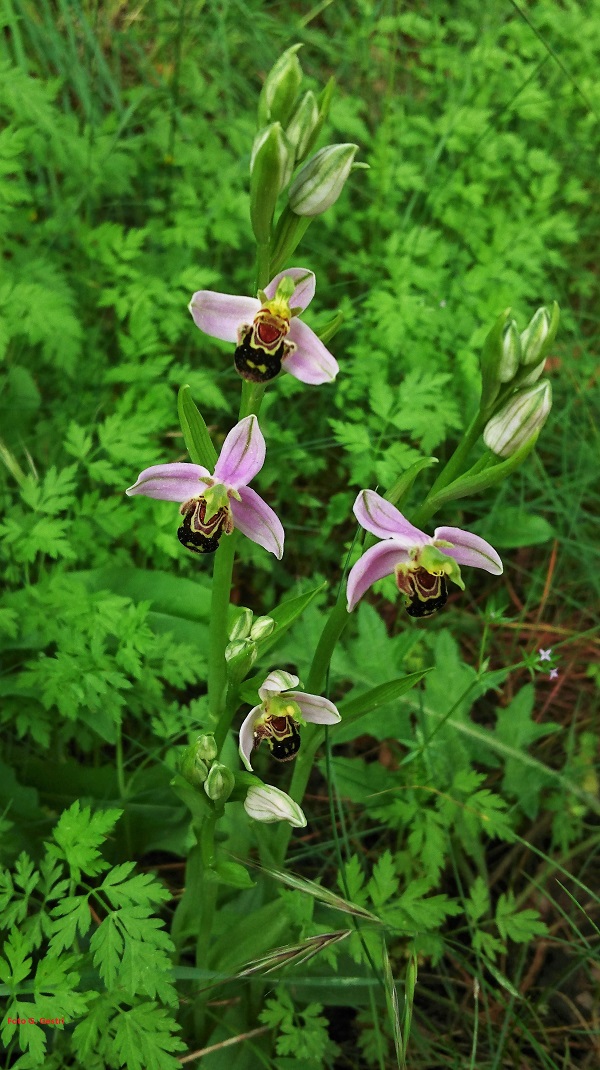 Ophrys apifera Huds. 