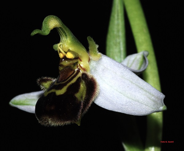 Ophrys apifera Huds. 