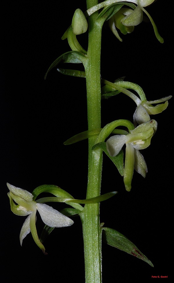 Platanthera bifolia (L.) Rchb.