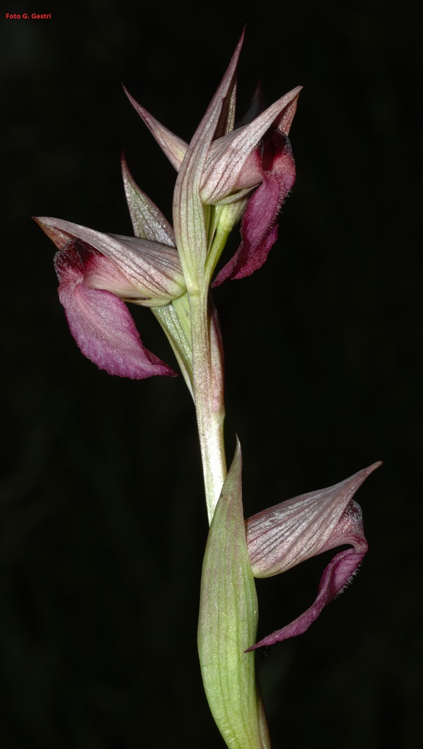 Serapias lingua L.