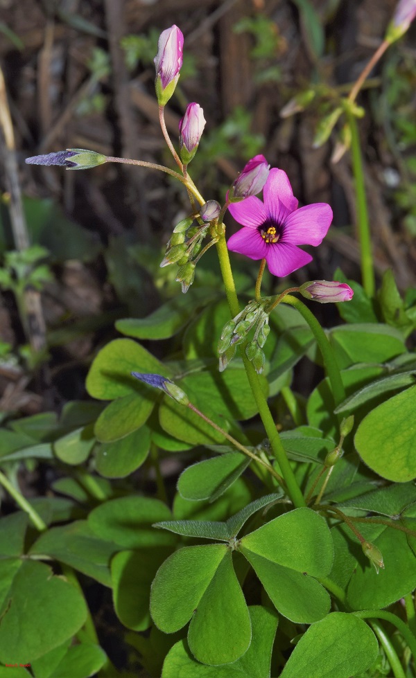Oxalis articulata Savigny