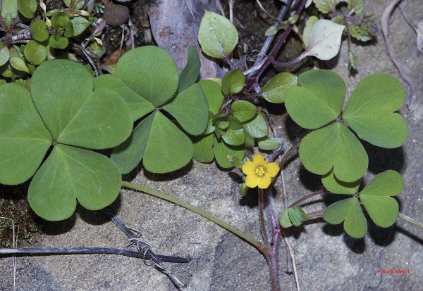 Oxalis corniculata L.