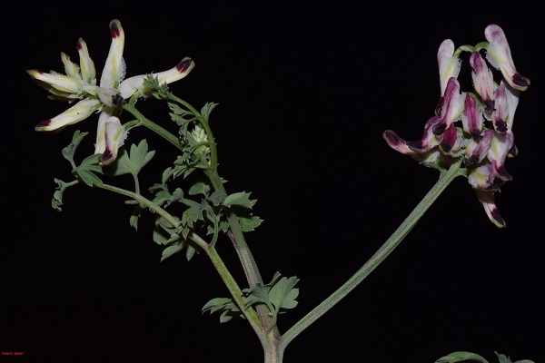 Fumaria capreolata L.