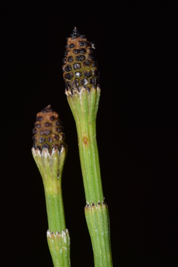 Equisetum ramosissimum Desf. 